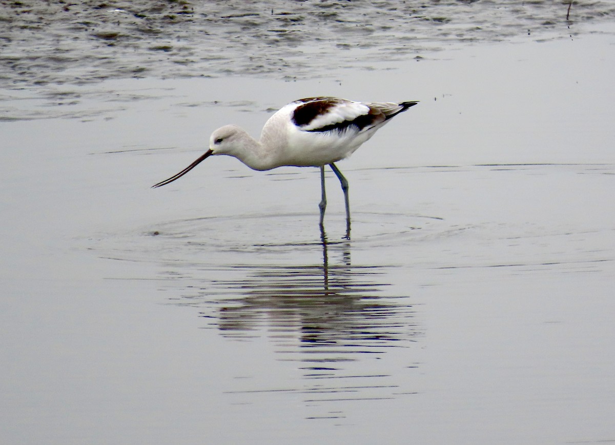 Avocette d'Amérique - ML646879485