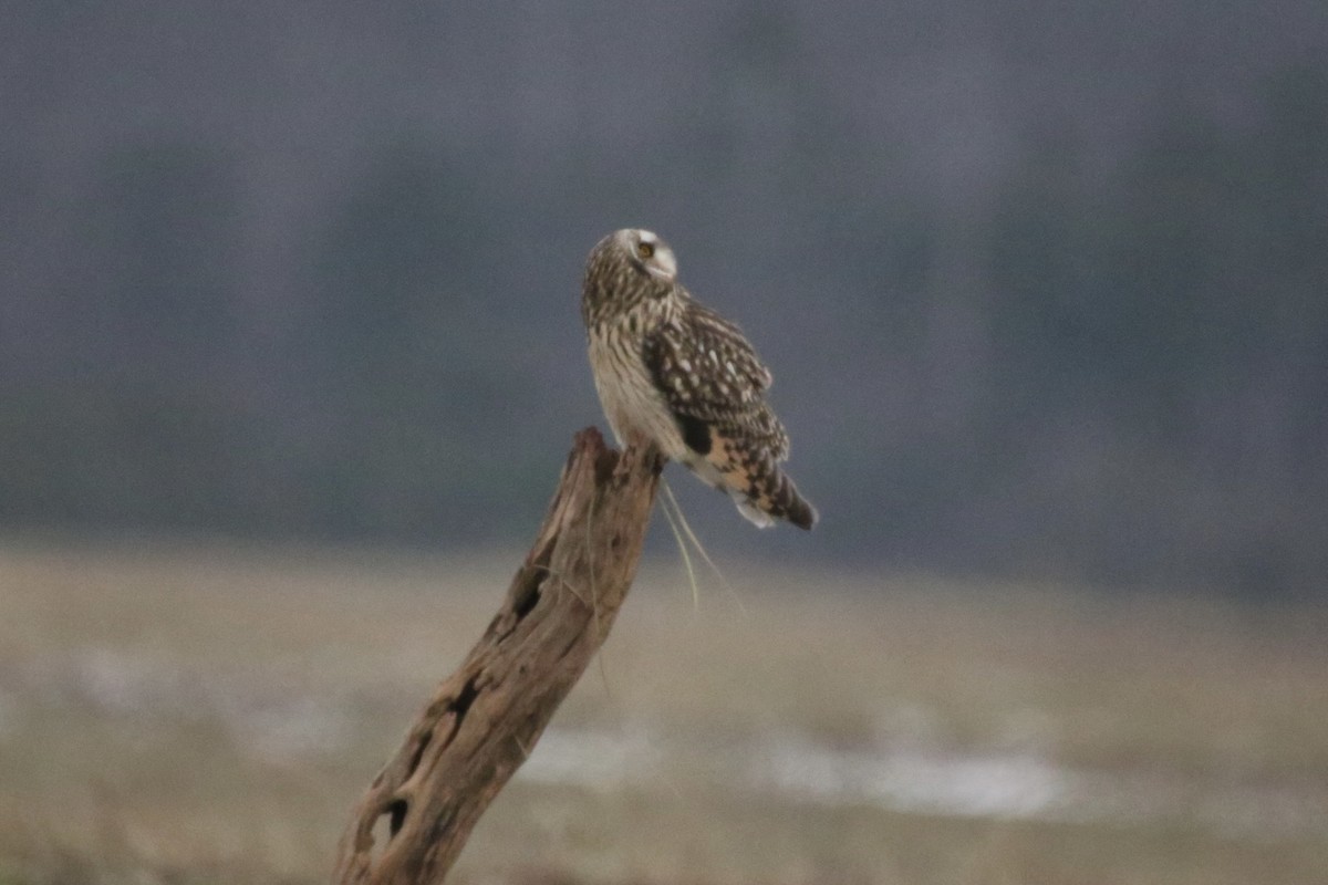 短耳鴞 - ML646879488