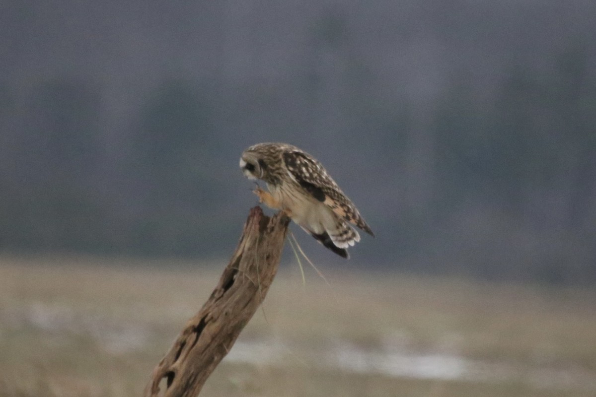 短耳鴞 - ML646879489