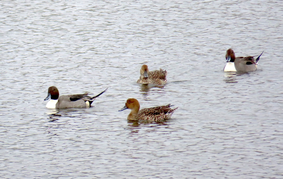 Canard pilet - ML646879491