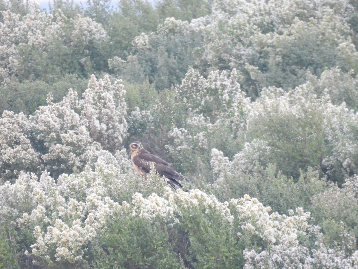 mørkmyrhauk - ML646879492