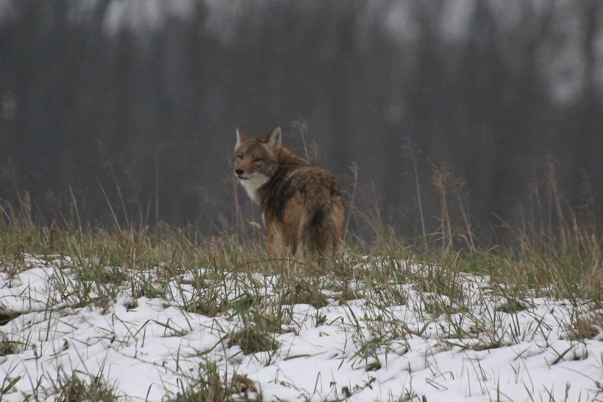 זאב ערבות - ML646879493