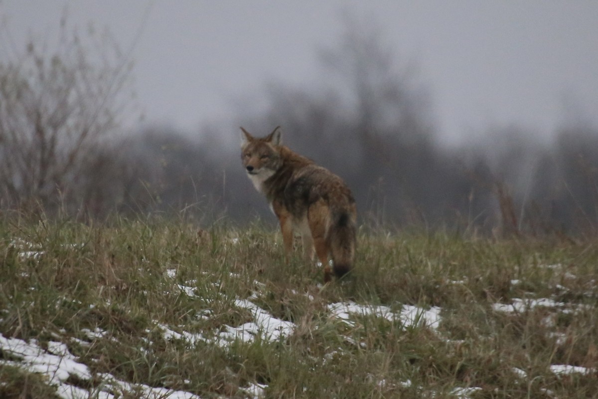 זאב ערבות - ML646879494