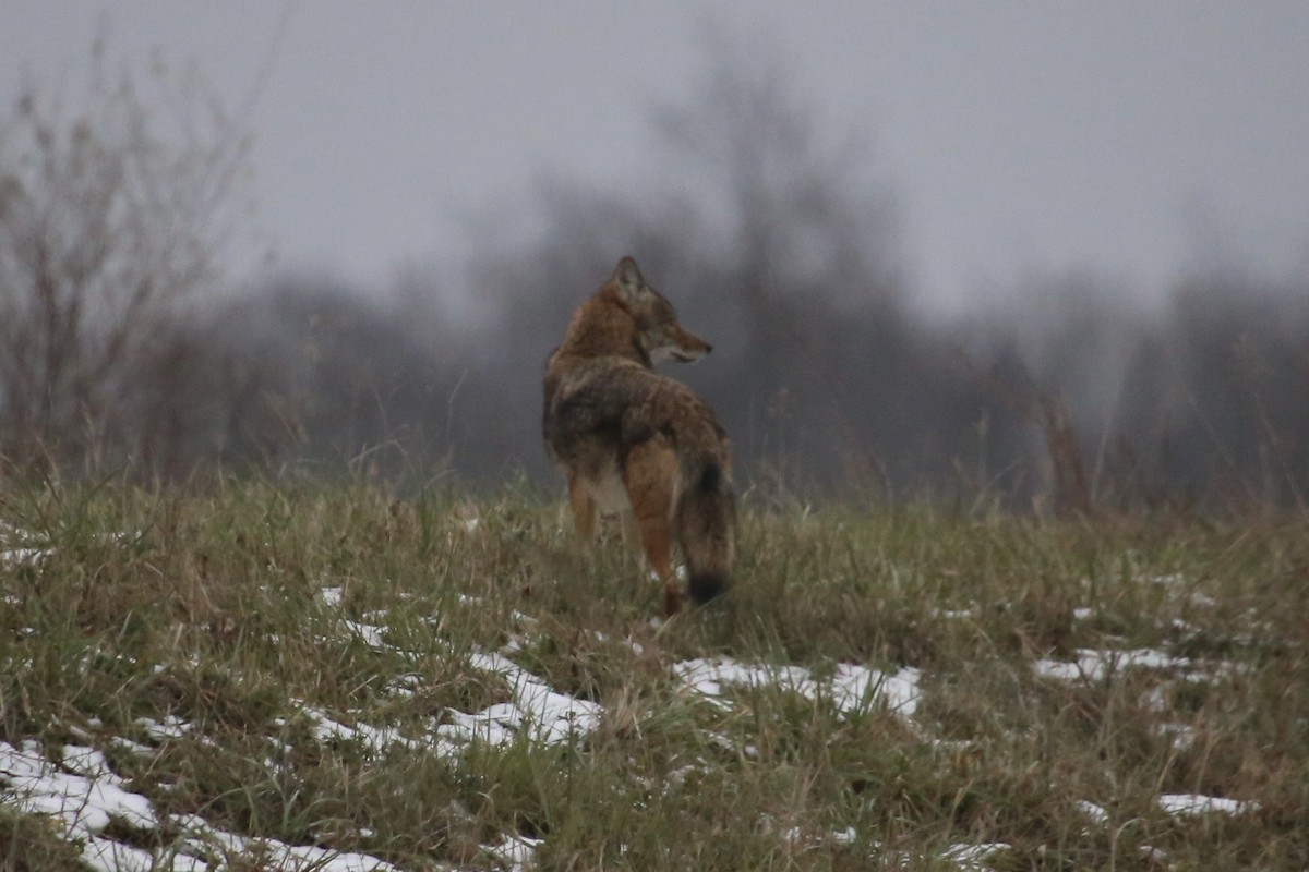 זאב ערבות - ML646879495