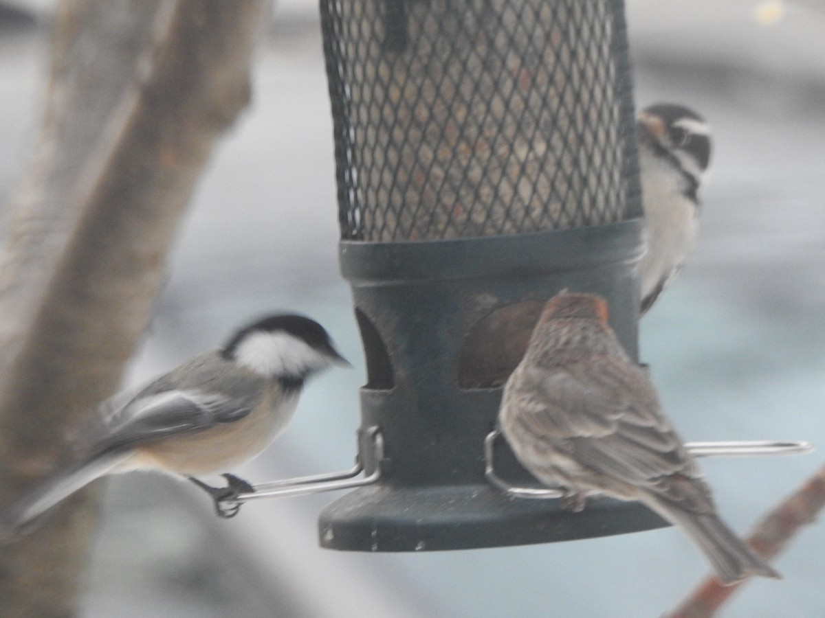Black-capped Chickadee - ML646879496