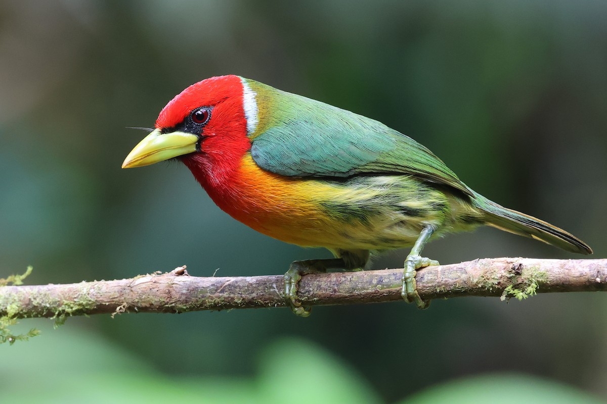 Cabezón Cabecirrojo - ML646879497