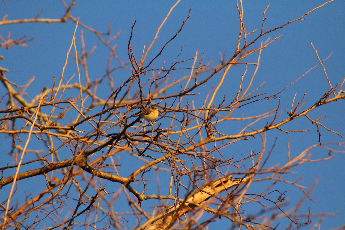 Ruby-crowned Kinglet - ML646879499