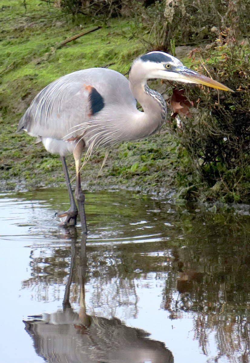 Grand Héron - ML646879500