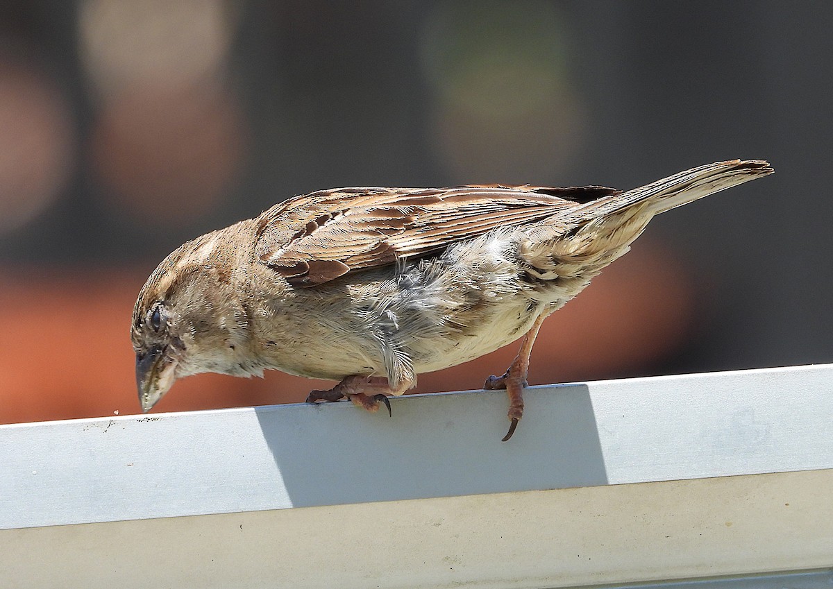 Gorrión Común - ML646879501