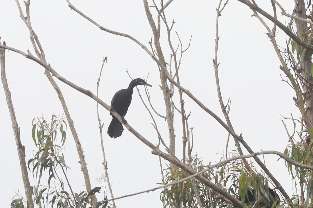 kormorán neotropický - ML646879502