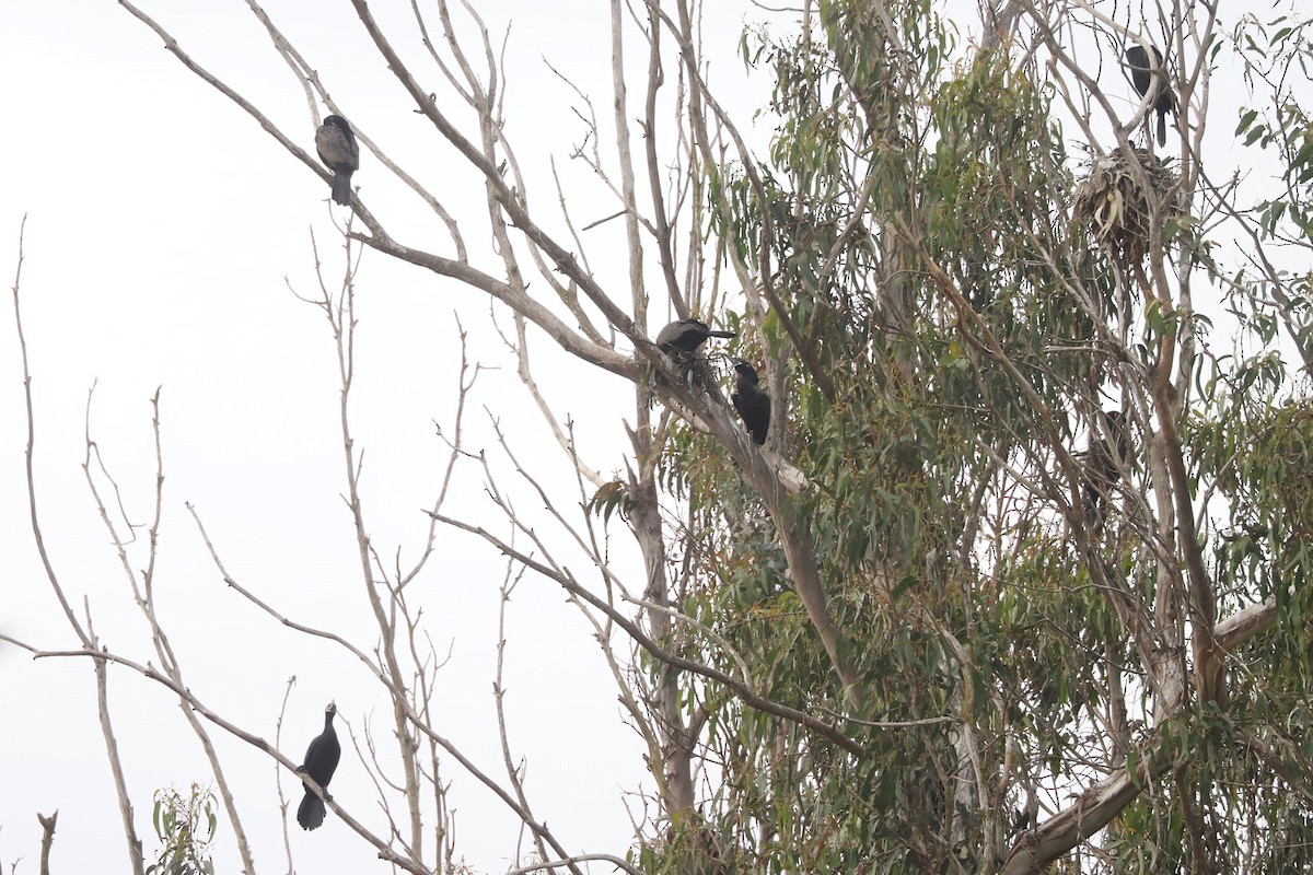 kormorán neotropický - ML646879503