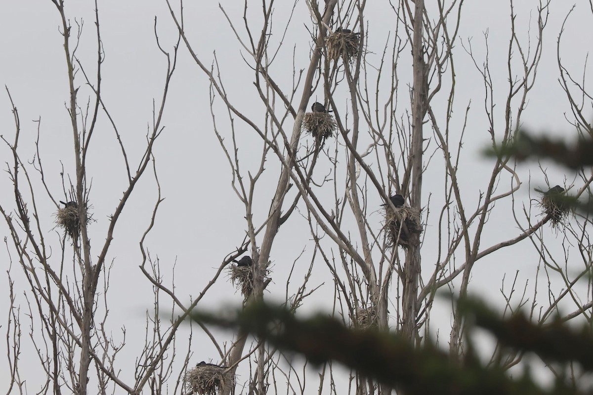 kormorán neotropický - ML646879504