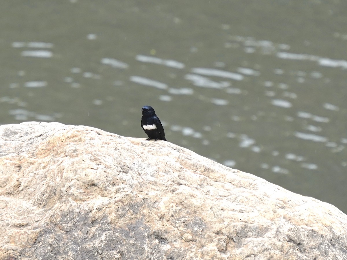 White-banded Swallow - ML646879505