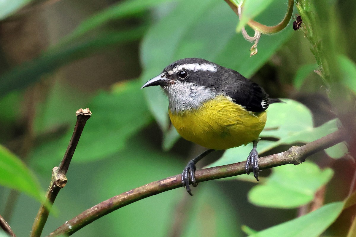 Sucrier à ventre jaune (groupe luteola) - ML646879506