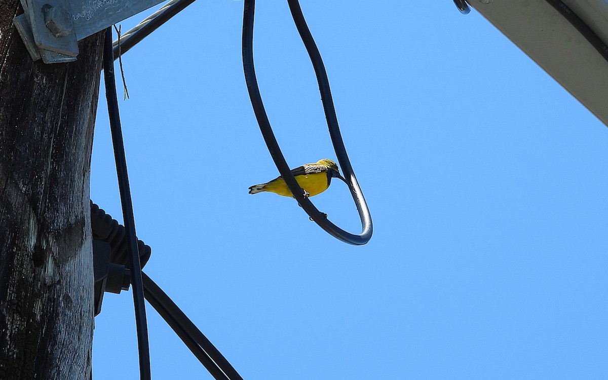 Sahul Sunbird - ML646879507