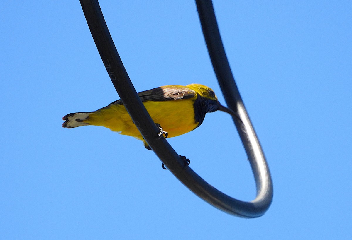 Sahul Sunbird - ML646879509