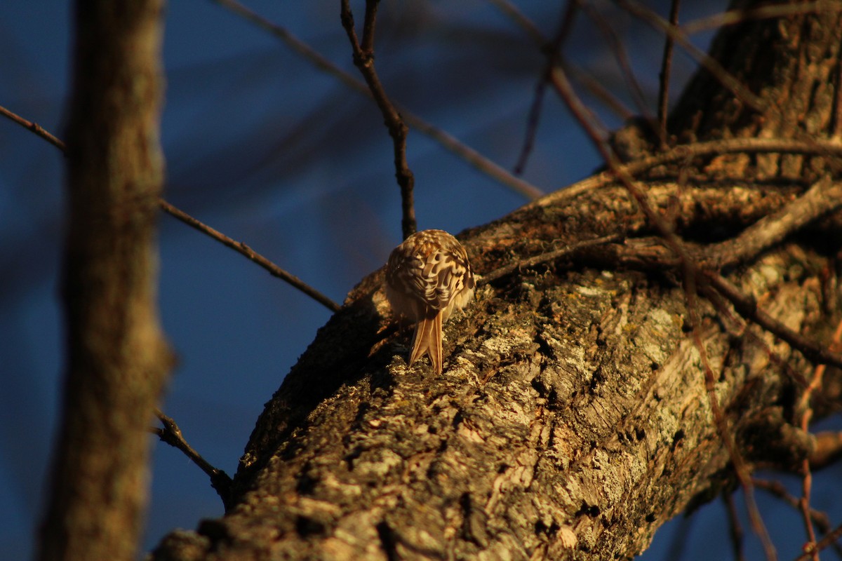 Brown Creeper - ML646879513