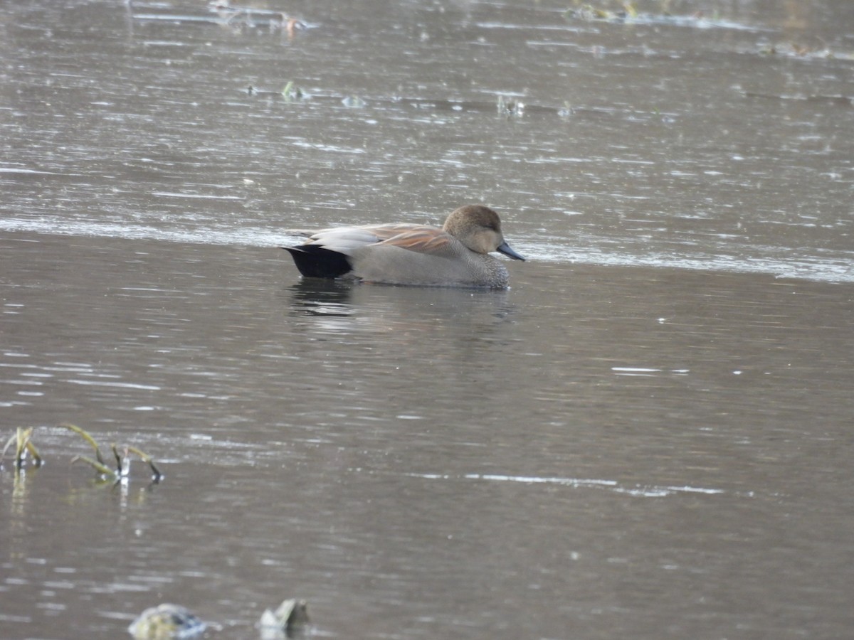 Серая утка - ML646879516