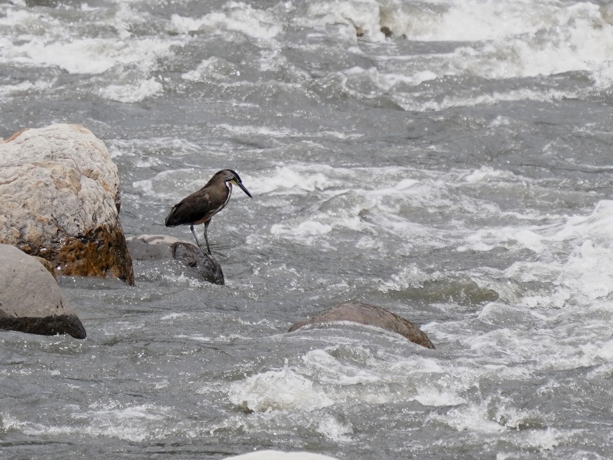 bukač proužkovaný - ML646879517