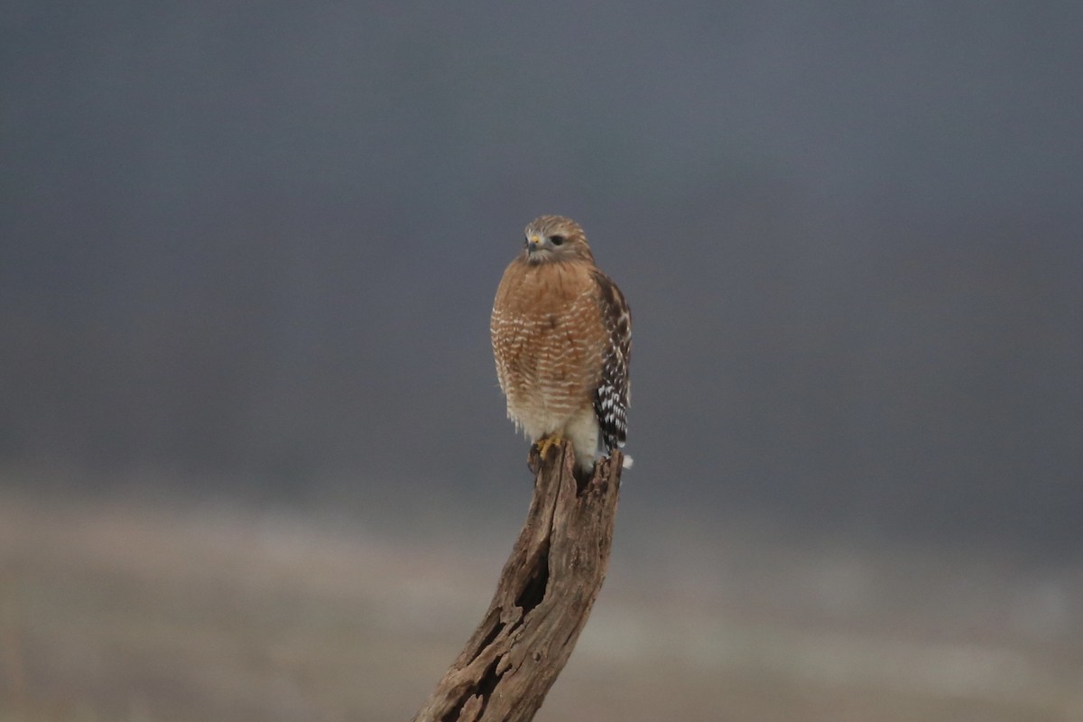 Red-shouldered Hawk - ML646879519