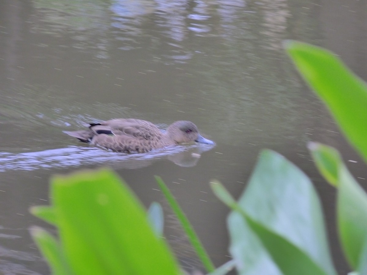 Chestnut Teal - ML646879520
