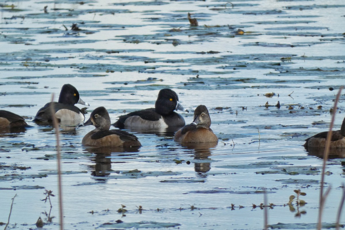 Halkalı Patka - ML646879521