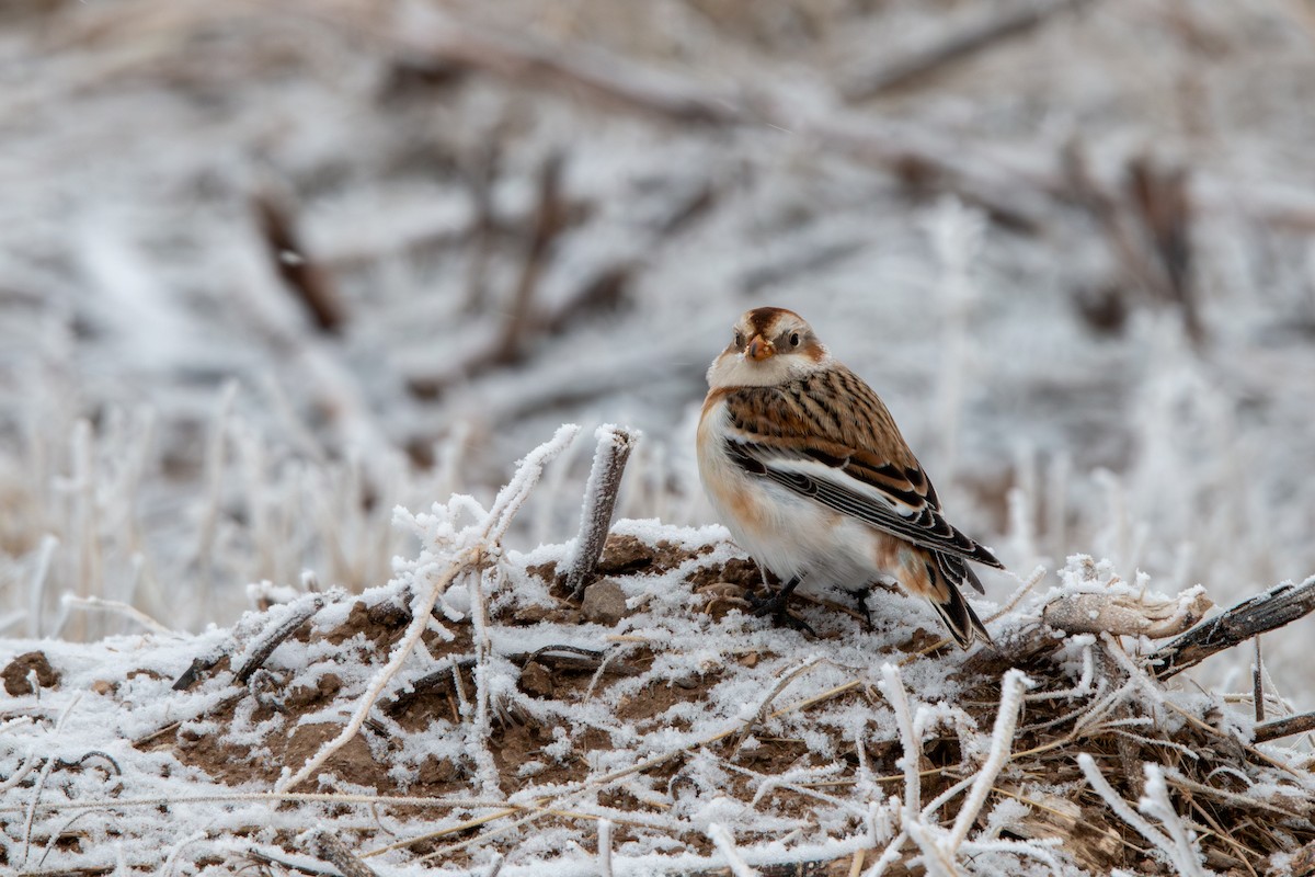 Цасч хөмрөг - ML646879522