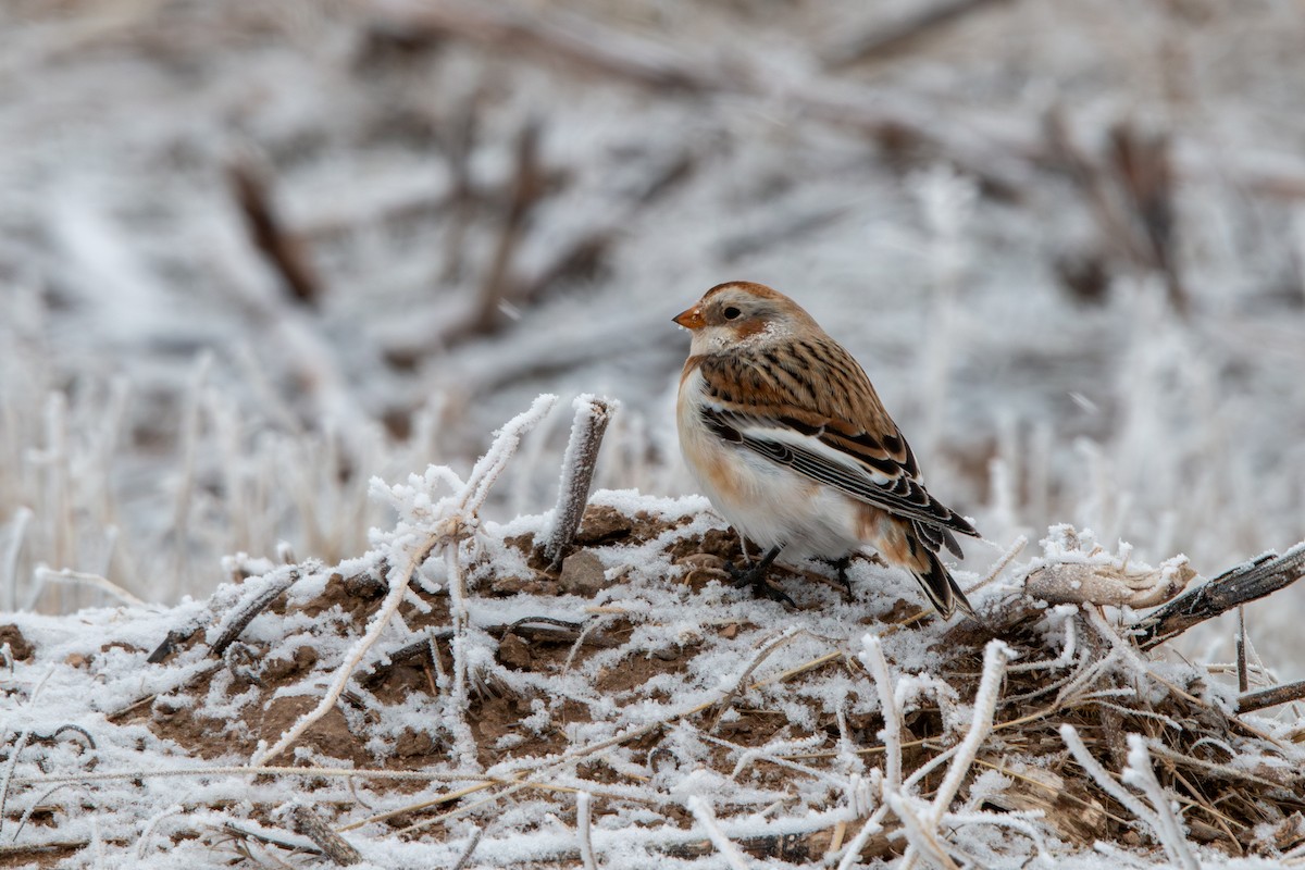 Цасч хөмрөг - ML646879523