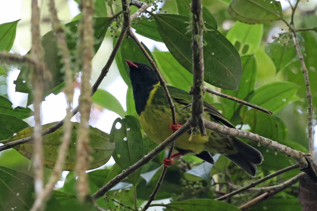 Frutero Verdinegro (grupo riefferii) - ML646879525