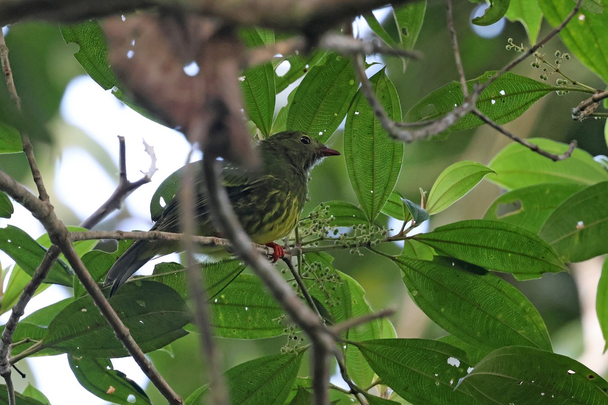 Frutero Verdinegro (grupo riefferii) - ML646879526