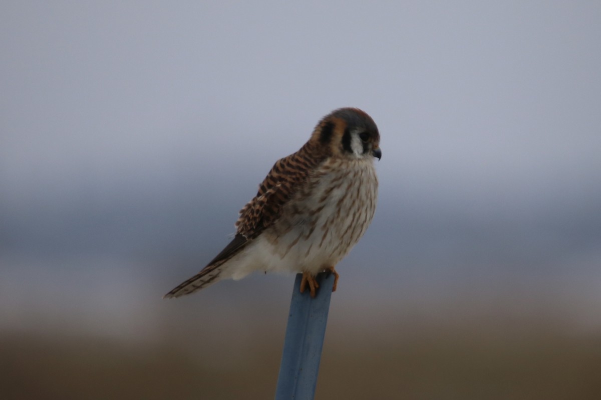 בז אמריקני - ML646879528