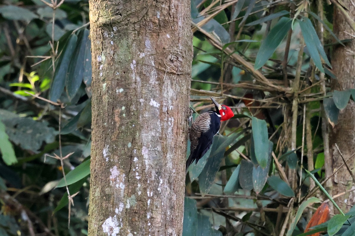 Crimson-crested Woodpecker - ML646879531