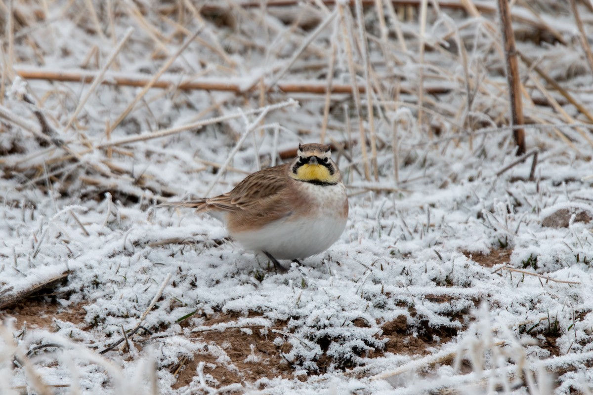 Alondra Cornuda - ML646879534