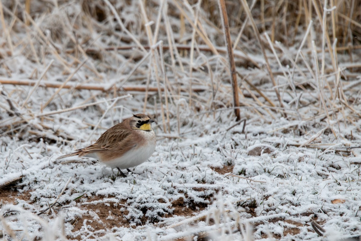 Alondra Cornuda - ML646879535
