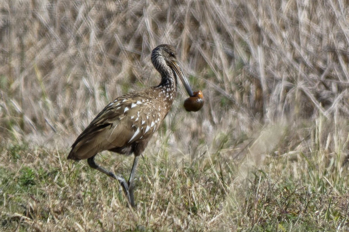 Turnayelvesi - ML646879536