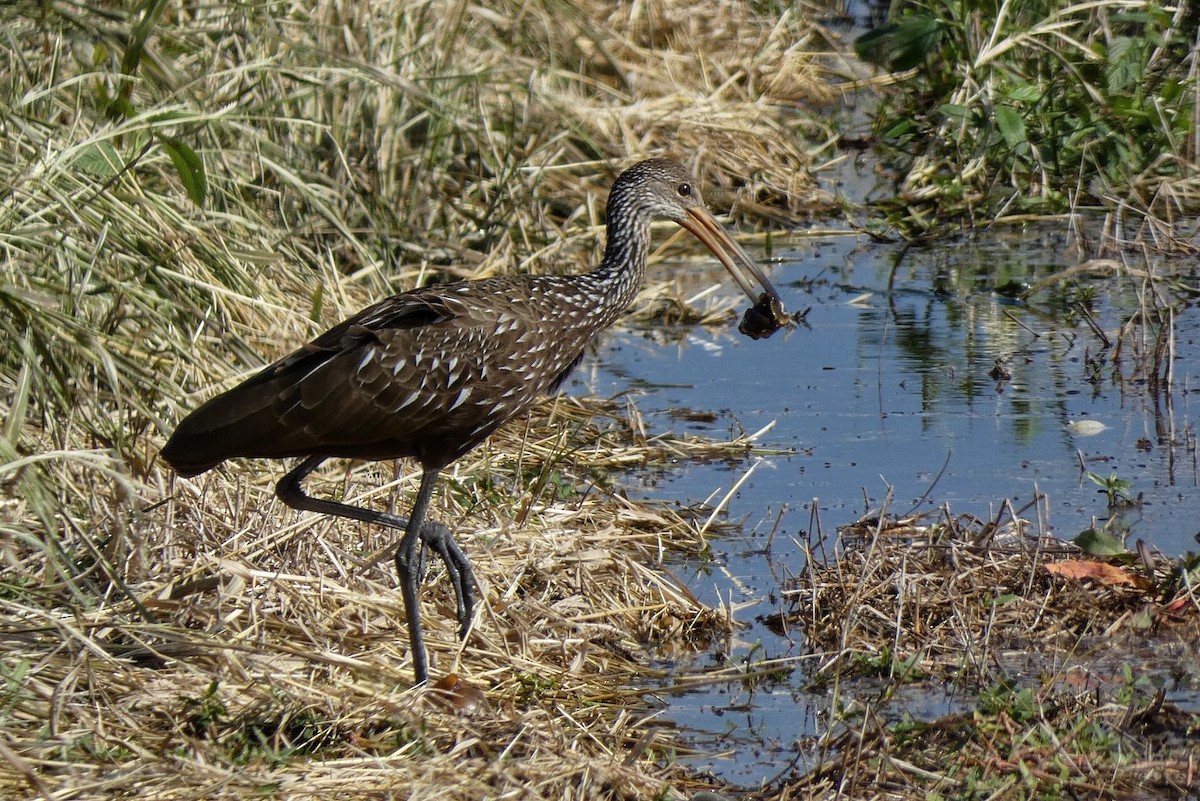 Turnayelvesi - ML646879537