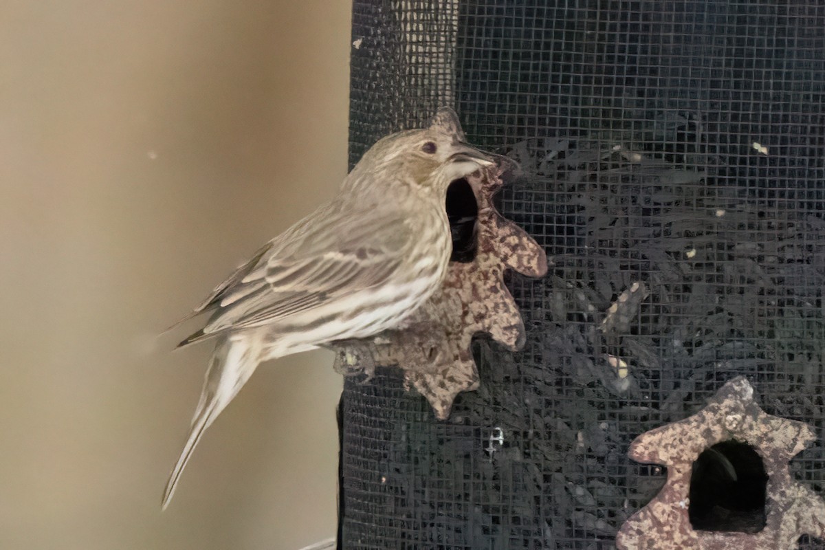 House x Purple Finch (hybrid) - ML646879538