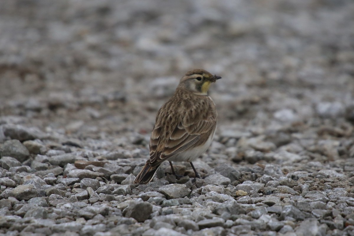 Alondra Cornuda - ML646879544