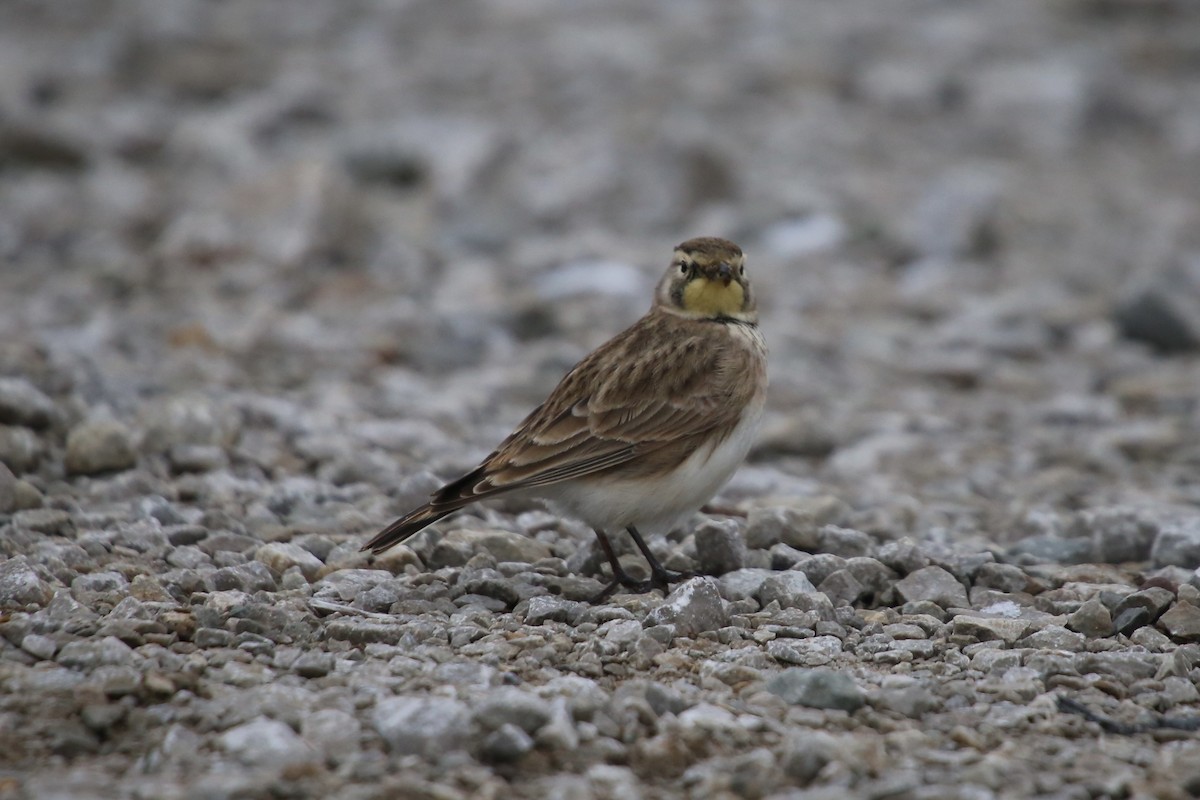 Alondra Cornuda - ML646879545