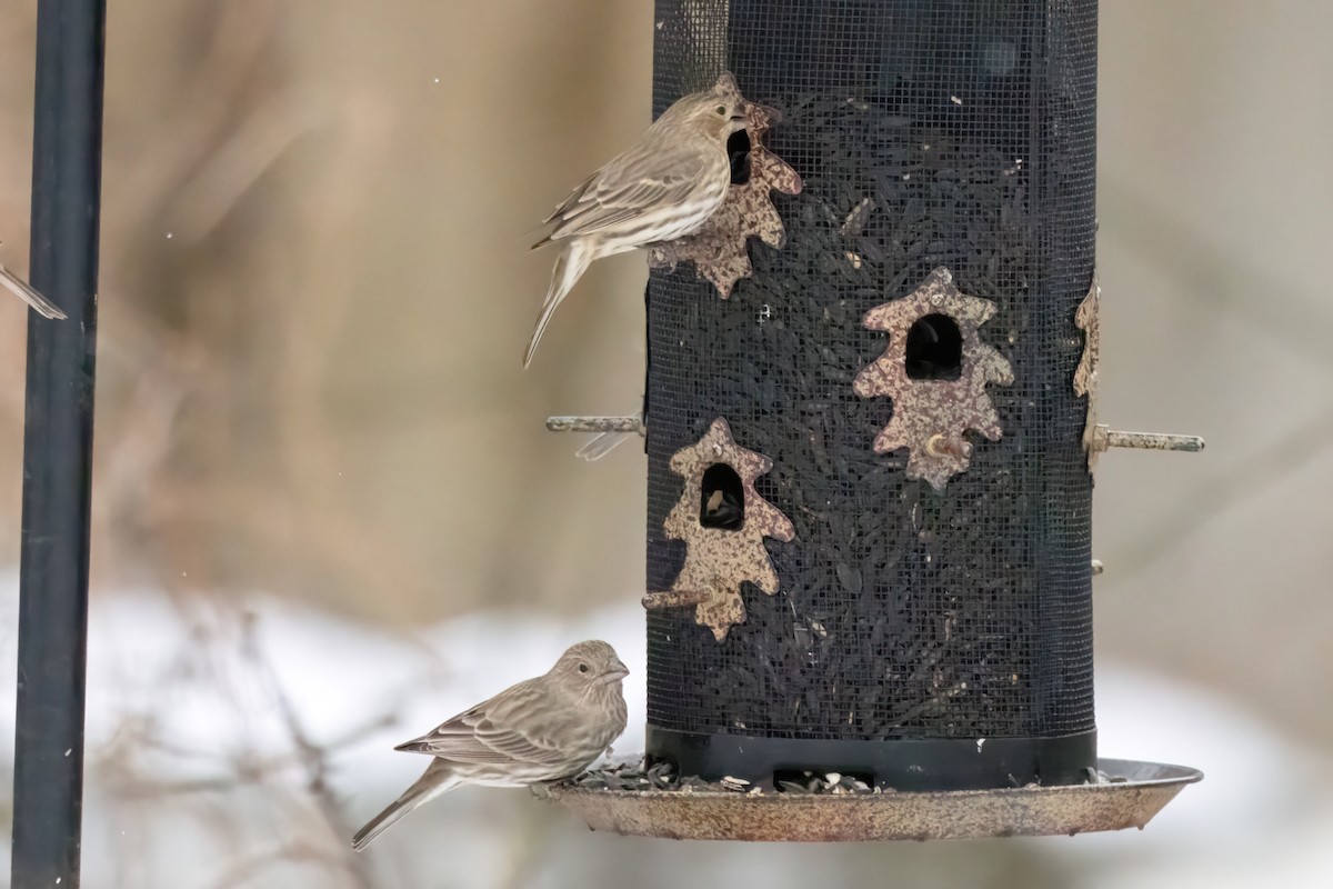 House x Purple Finch (hybrid) - ML646879547
