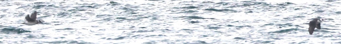 Moretta codona - ML646879548