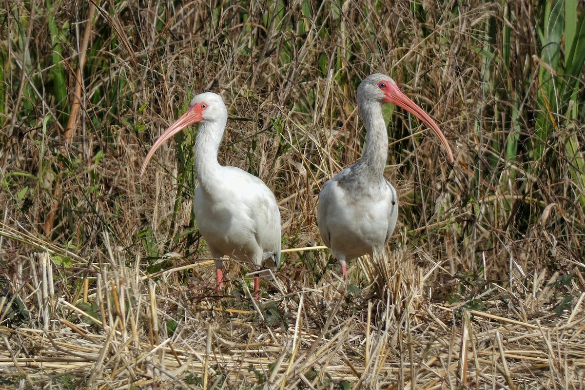 Ak Aynak - ML646879555