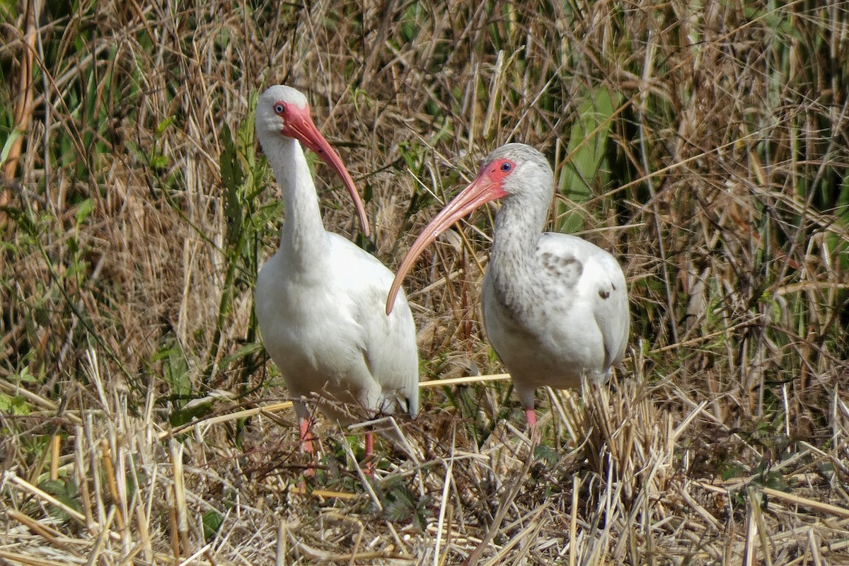 Ak Aynak - ML646879556