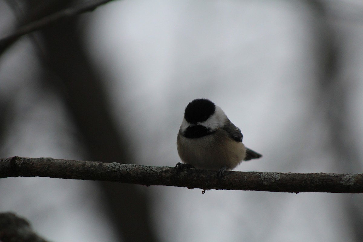 Black-capped Chickadee - ML646879557