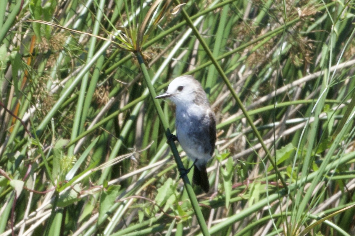 White-headed Marsh Tyrant - ML646879570