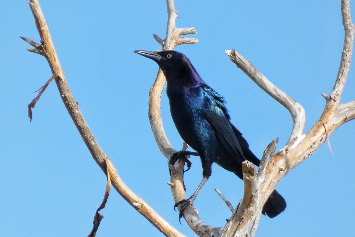 Denizci Kiskal - ML646879571