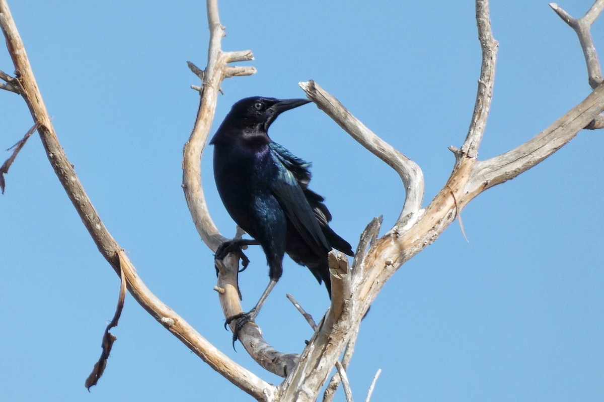 Denizci Kiskal - ML646879572