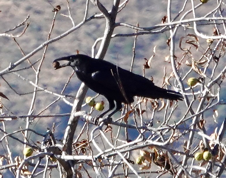 Cuervo Llanero - ML646879573