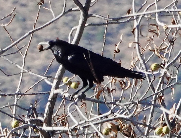 Cuervo Llanero - ML646879574