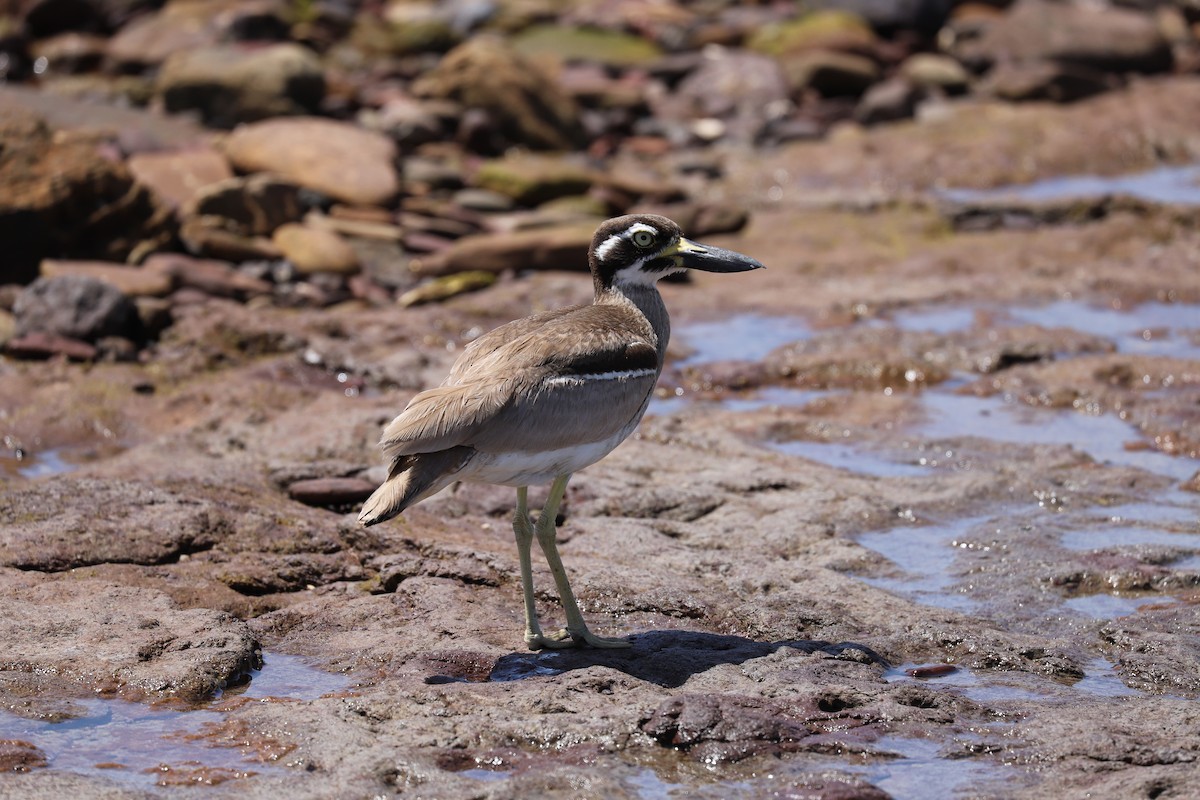 Beach Thick-knee - ML646879575